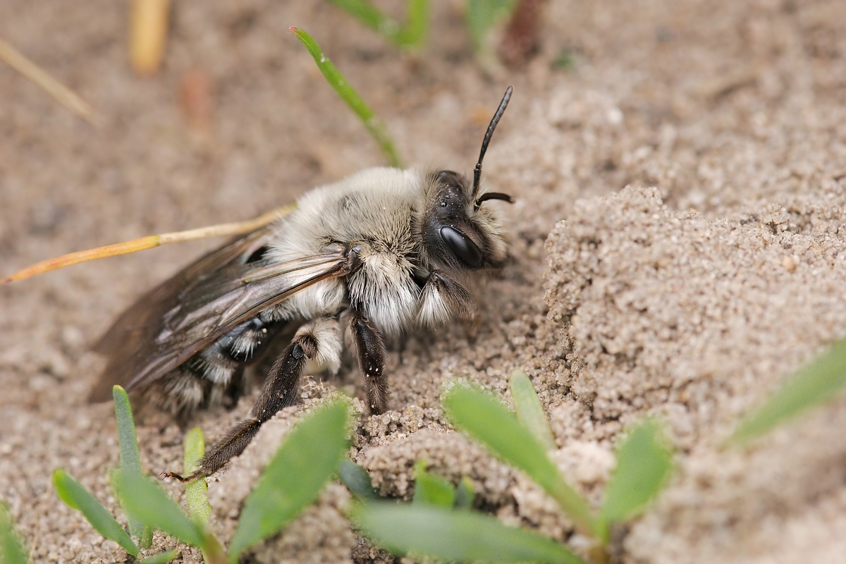 c_Andrena vaga DSC05483x2.jpg