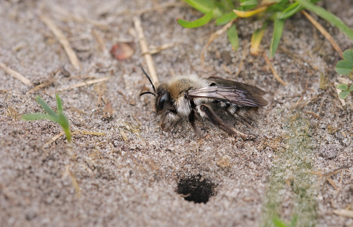 c_Andrena vaga DSC05459_2x2.jpg