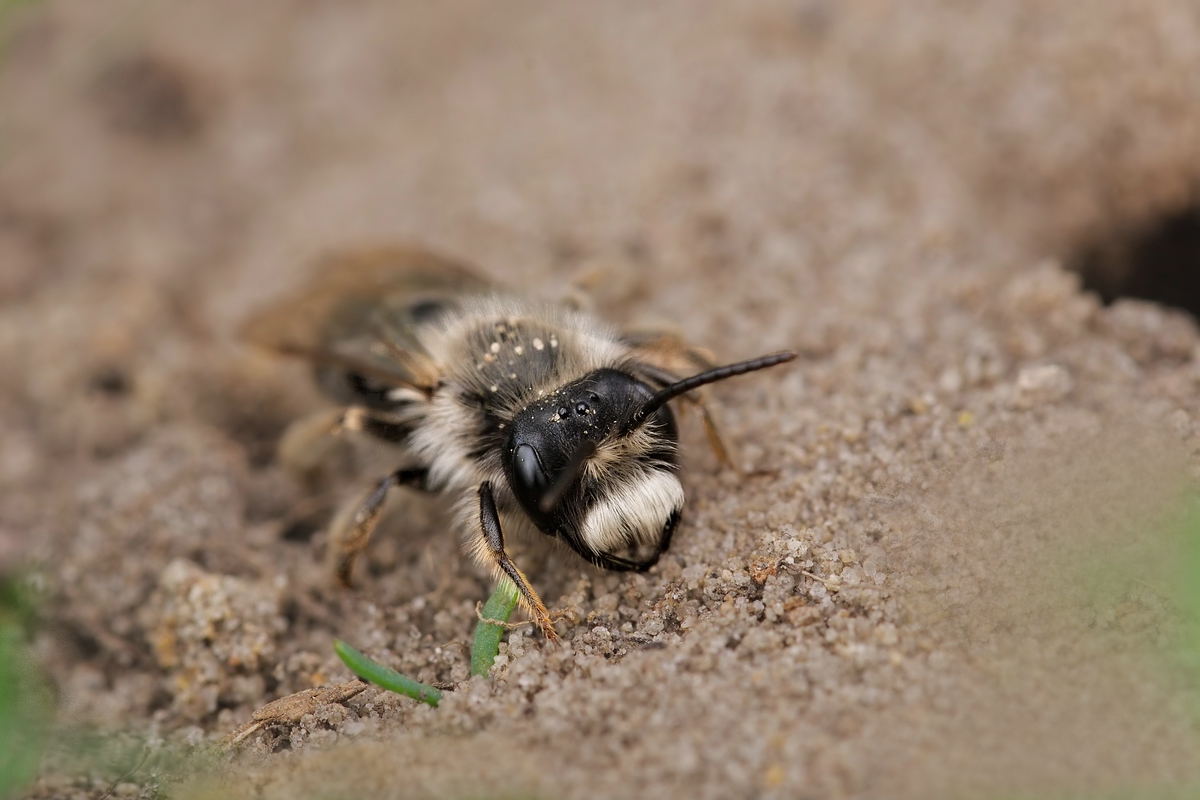 c_Andrena vaga DSC05449-2x2.jpg