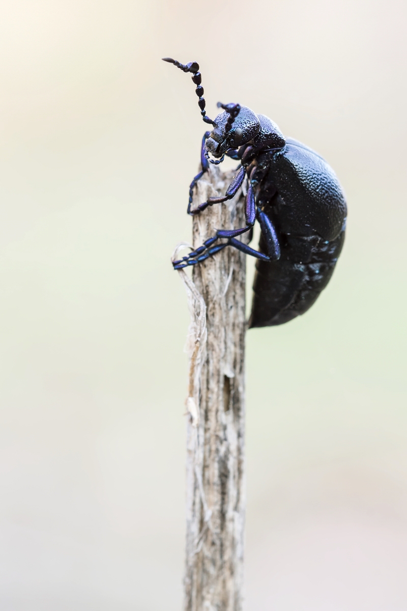 Meloe Ölkäfer; Meloidae Insekt (1).jpg