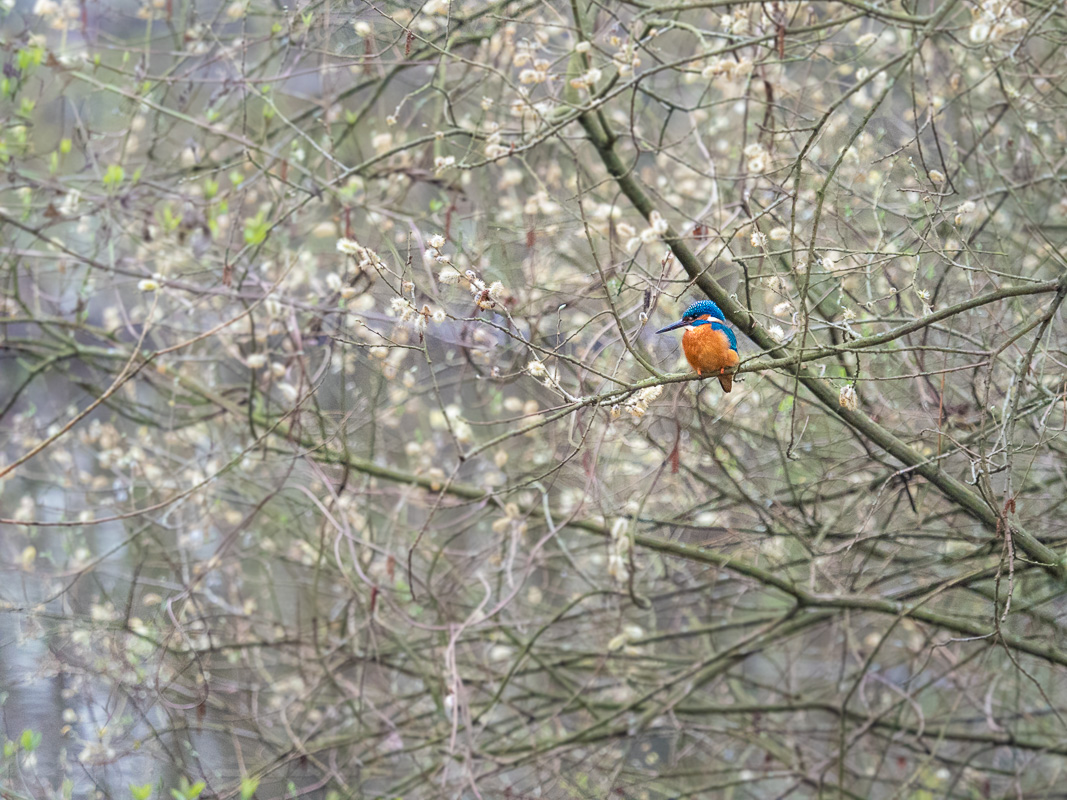 Eisvogel-3270635.jpg