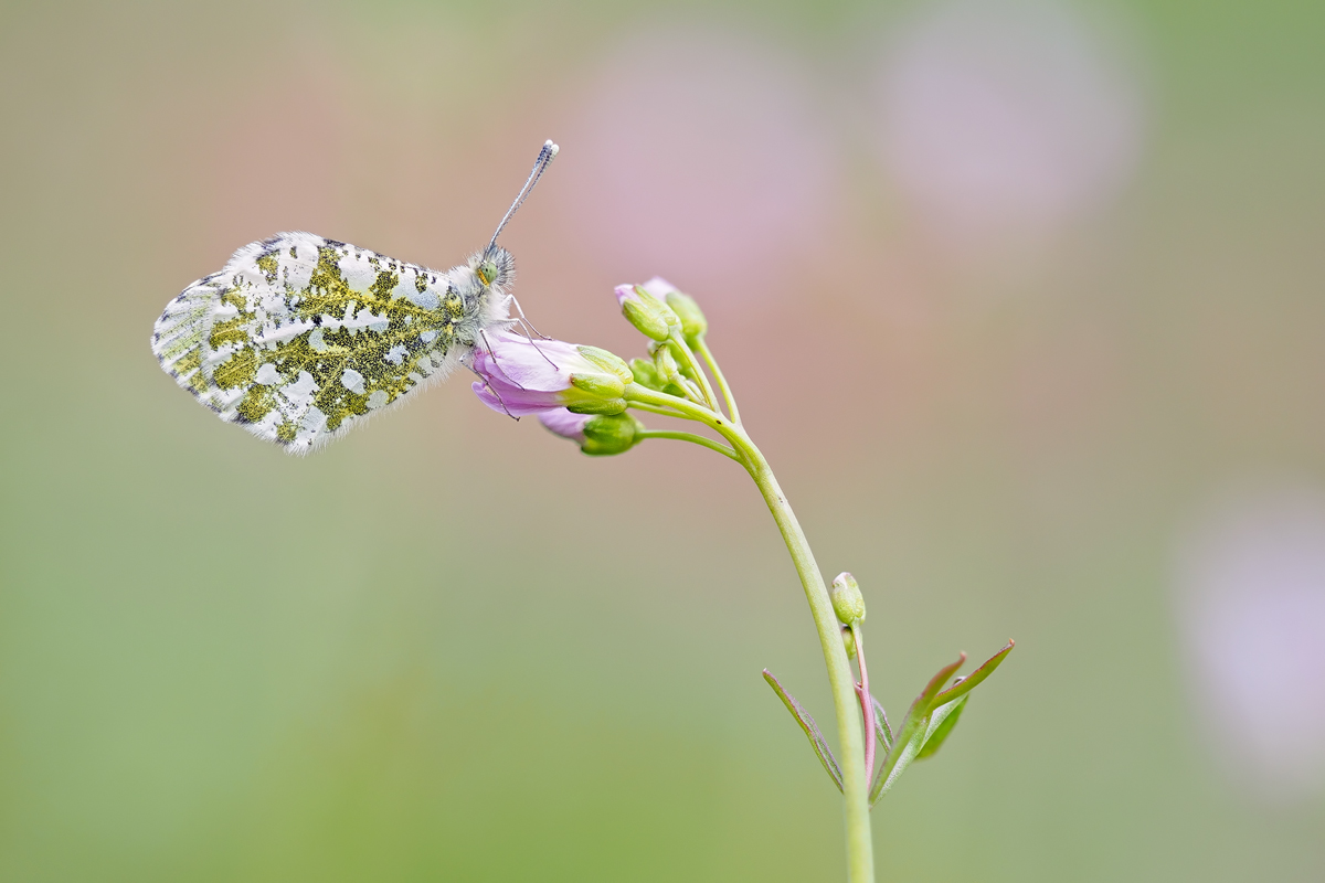 Anthocharis-cardamines-zoog20717_8---Kopie.jpg