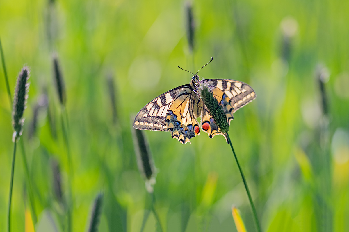 compSchwalbenschwanz20.4.2019FägswilDSC_1963.jpg