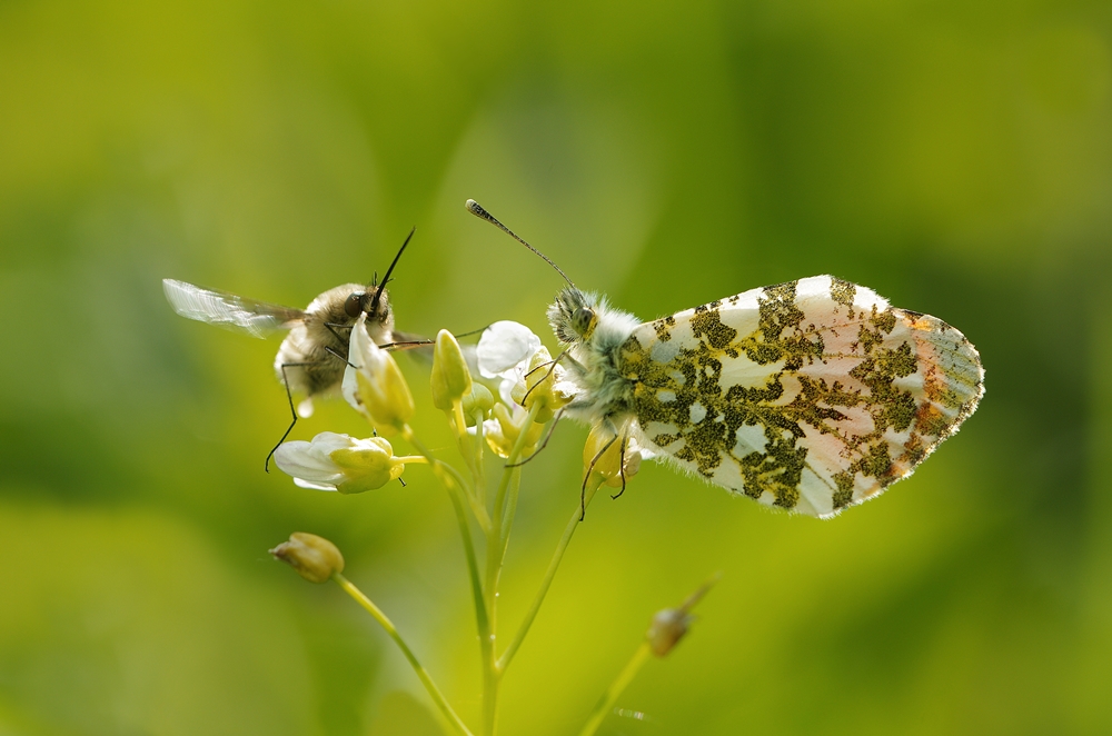 IMGP3152a plombieres 1000.JPG