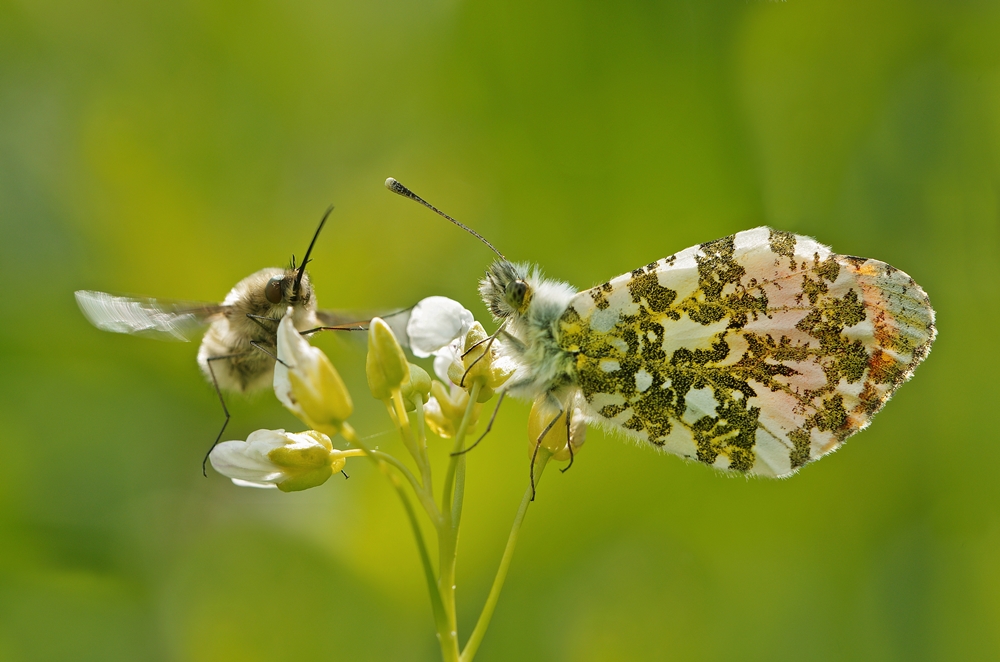 IMGP3150a plombieres 1000.JPG