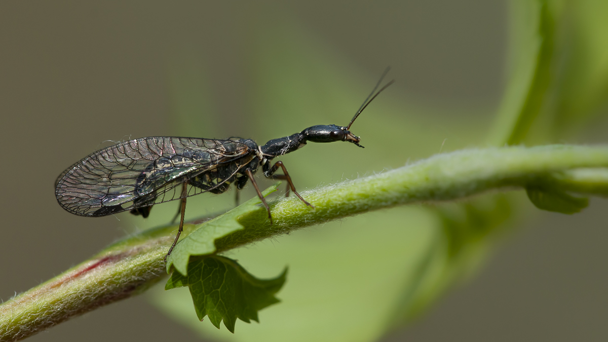 Kamelhalsfliege 1.jpg