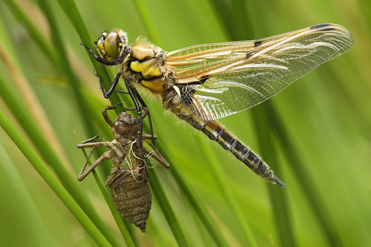 Libellula quadrimaculata_m_schlupf_IMG_2013_1200a.jpg