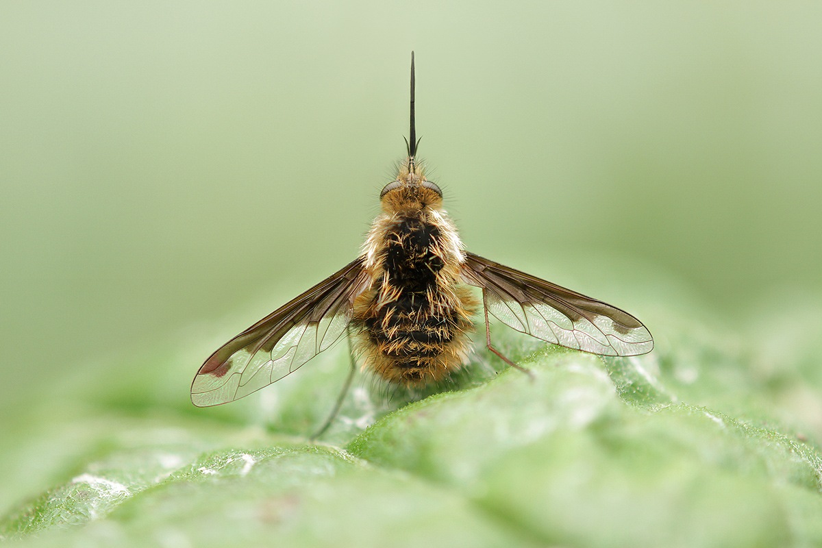 bombylius major_IMG_3727_1200.jpg