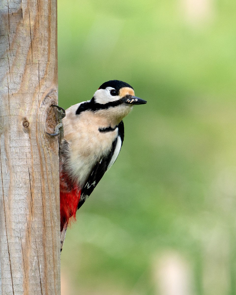 Buntspecht-2019.05.12.jpg