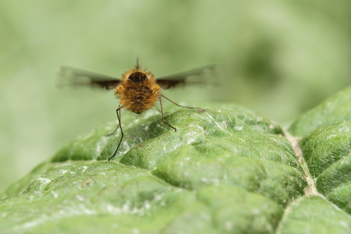 Bombylius major_IMG_3780b.jpg