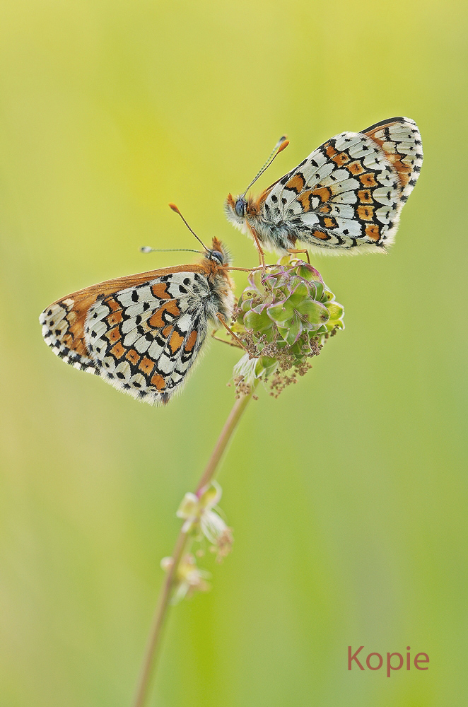 IMGP3942abcc-lanaye-belgien.jpg