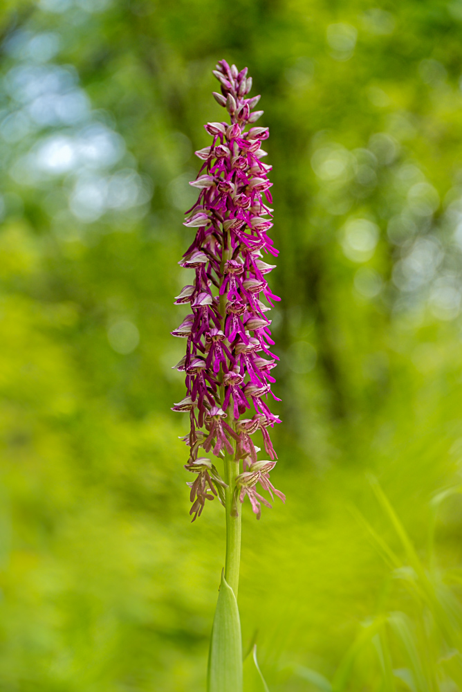 R1915949_190516_H1-3.JPG