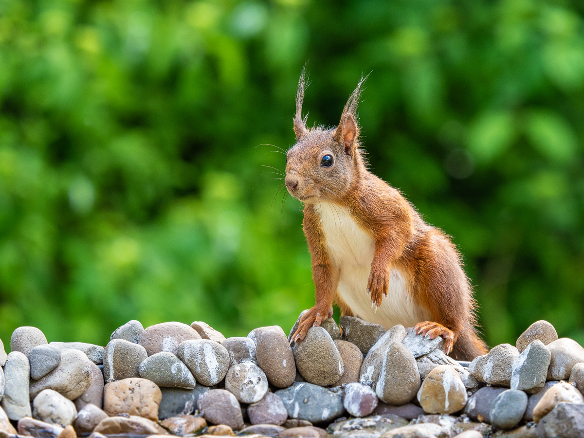 Eichhörnchen-an-Tränke.jpg