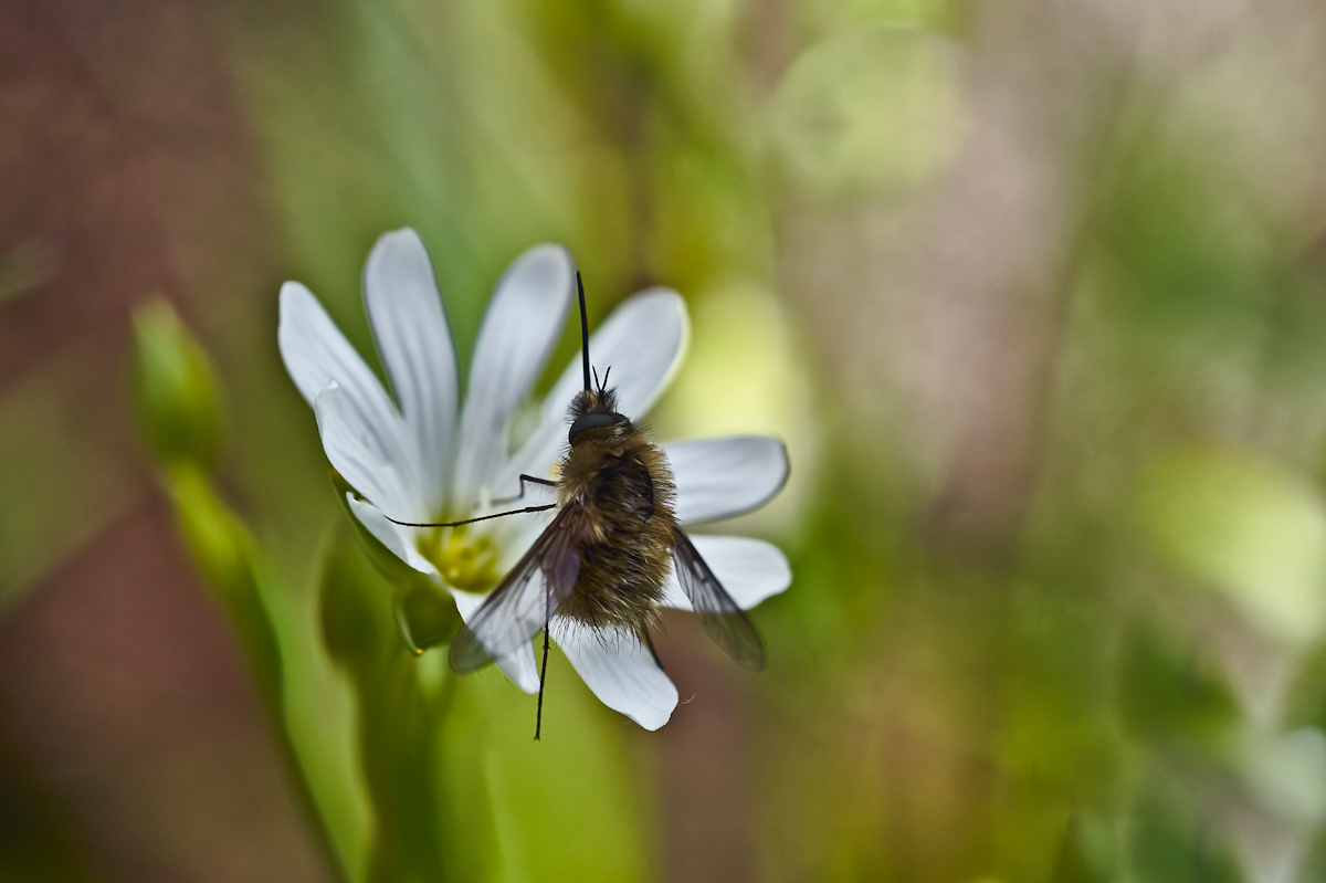Kleiner Wollschweber 3.jpg