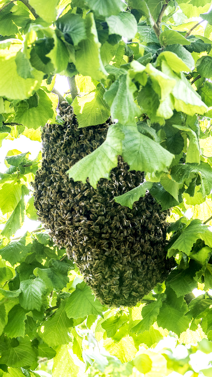Bienenstock.jpg