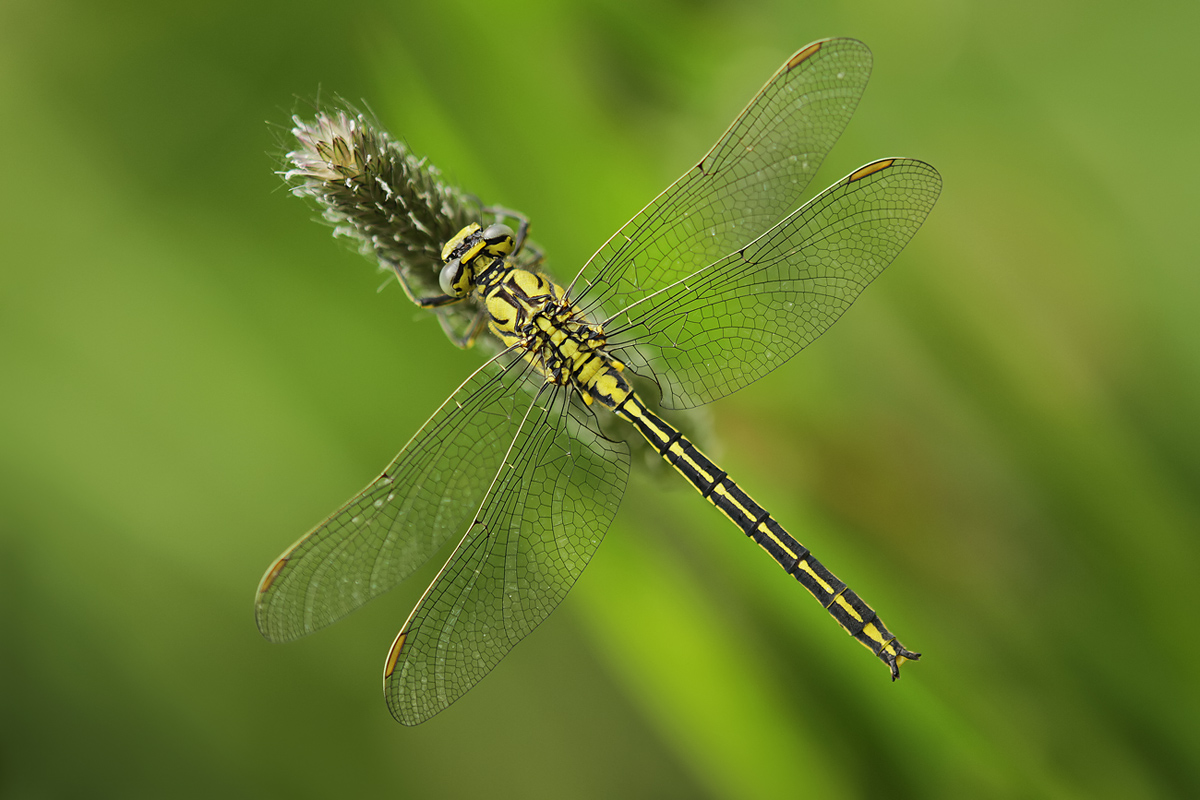 Gomphus pulchellus_m_IMG_7771_1200.jpg