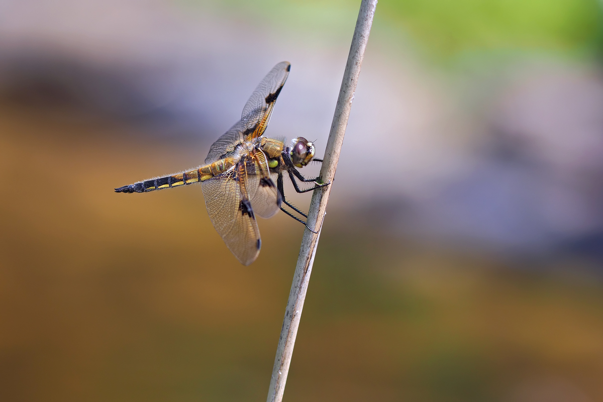 Libellula-quadrimaculata-OOG52724---Kopie.jpg