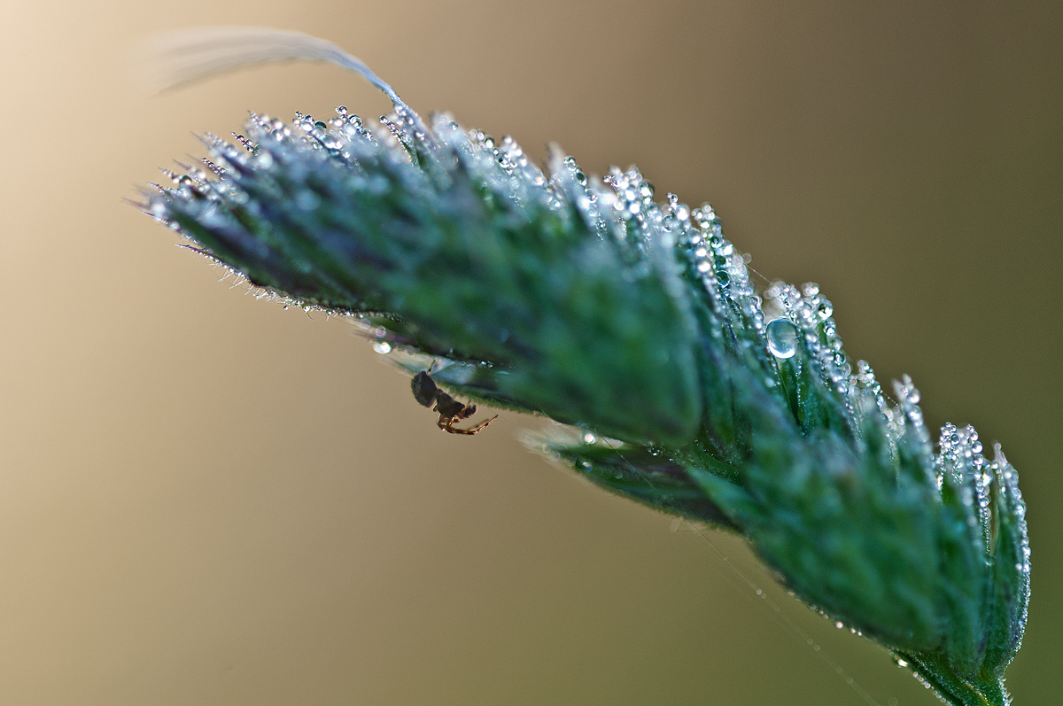 Lathys humilis♂.jpg