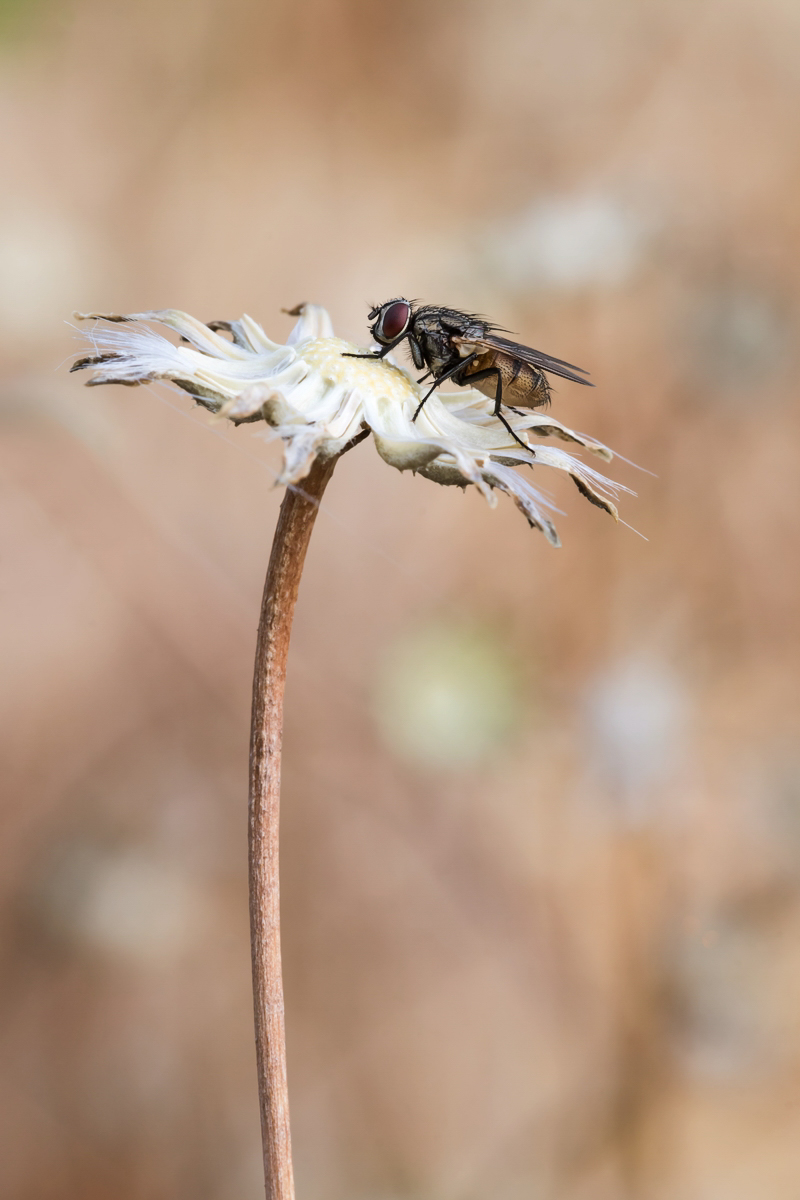 Astiraki Kreta; Muscidae Insekt (1).jpg