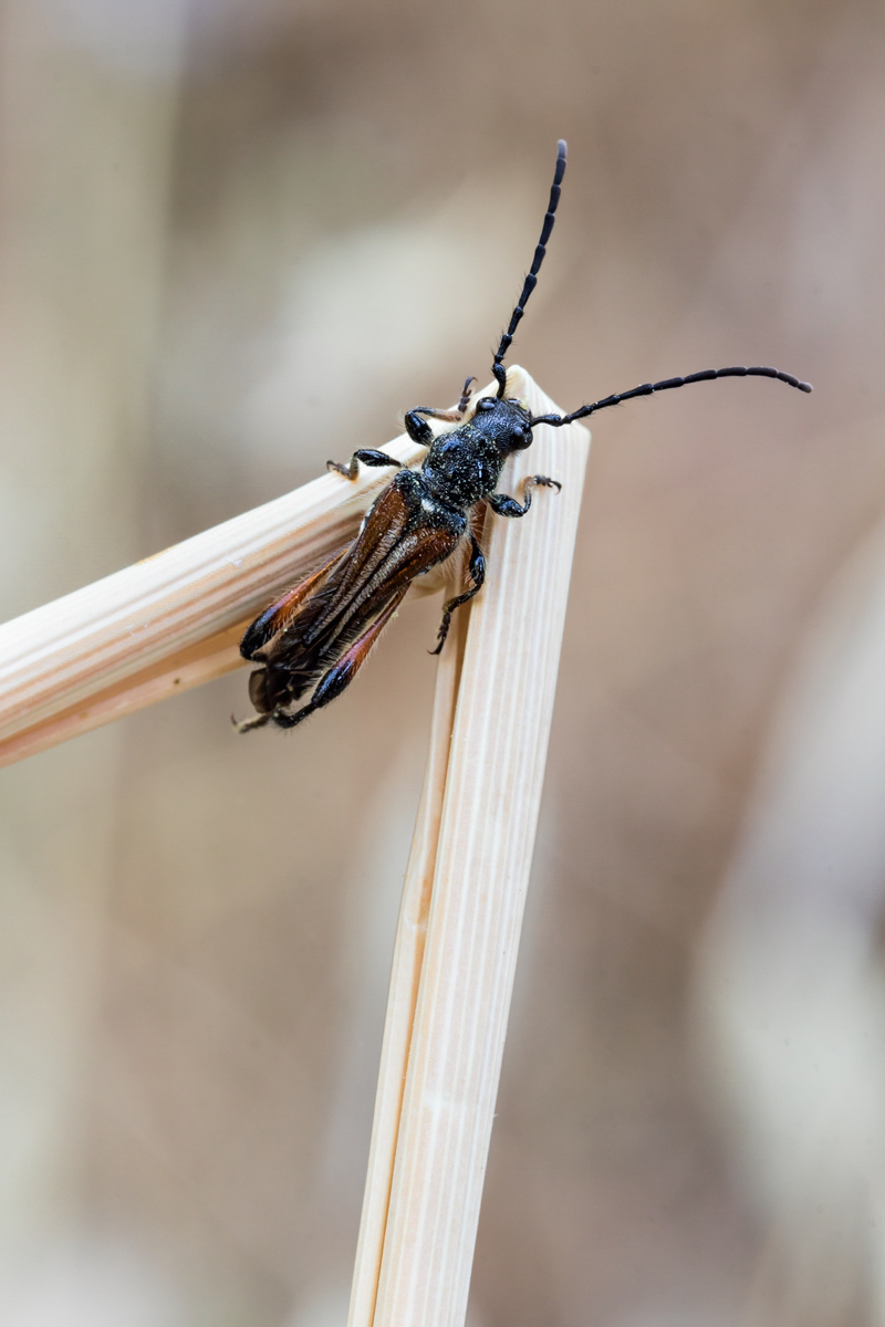 Käfer Astyraki; Insekt.jpg