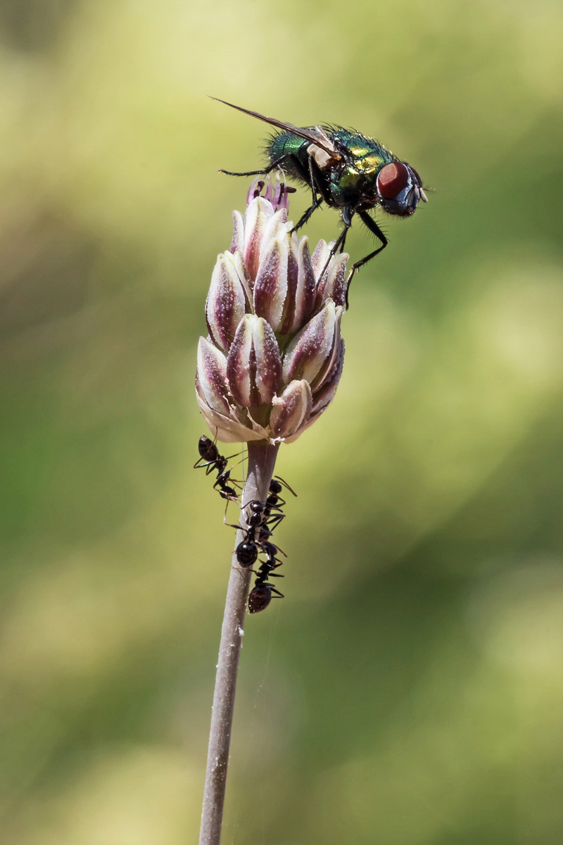 Fliege Astyraki Kreta; Muscidae Insekt (2).jpg