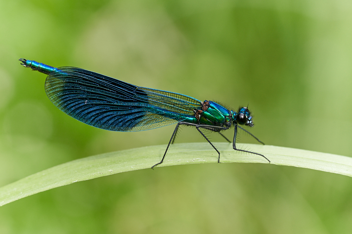 Calopteryx splendens 012479_MF.jpg