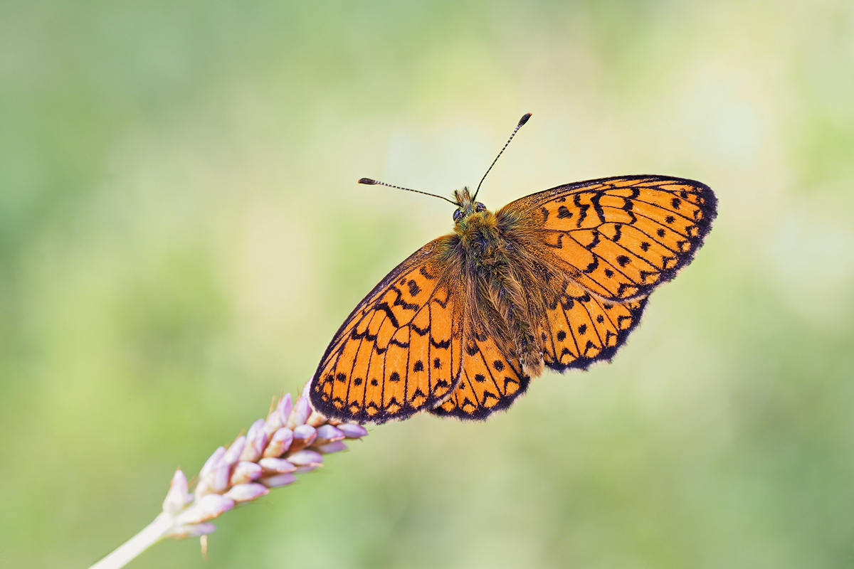 Boloria-eunomia-zoog67504_6---Kopie.jpg