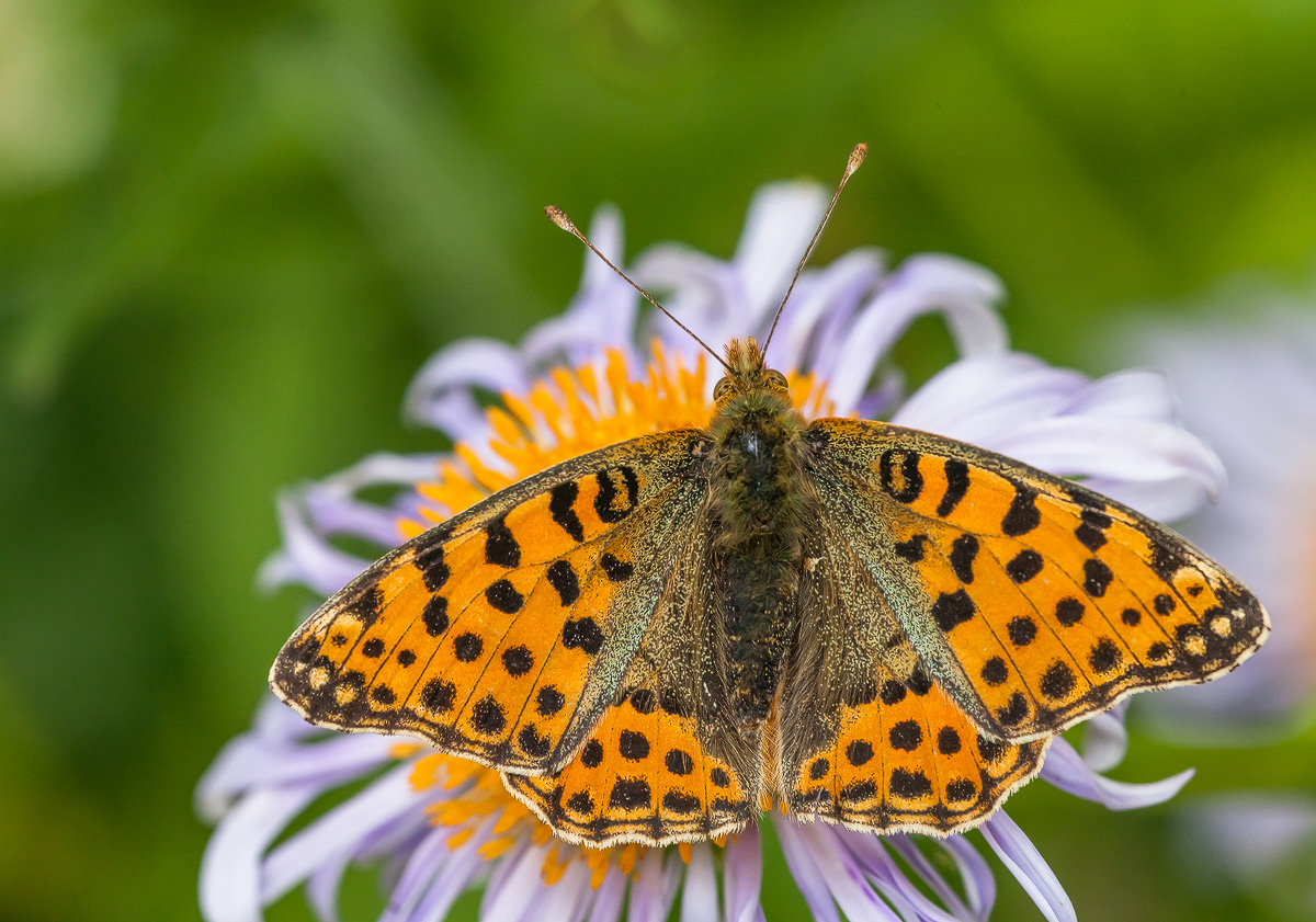 IMG_8876-Bearbeitet - Kopie.jpg