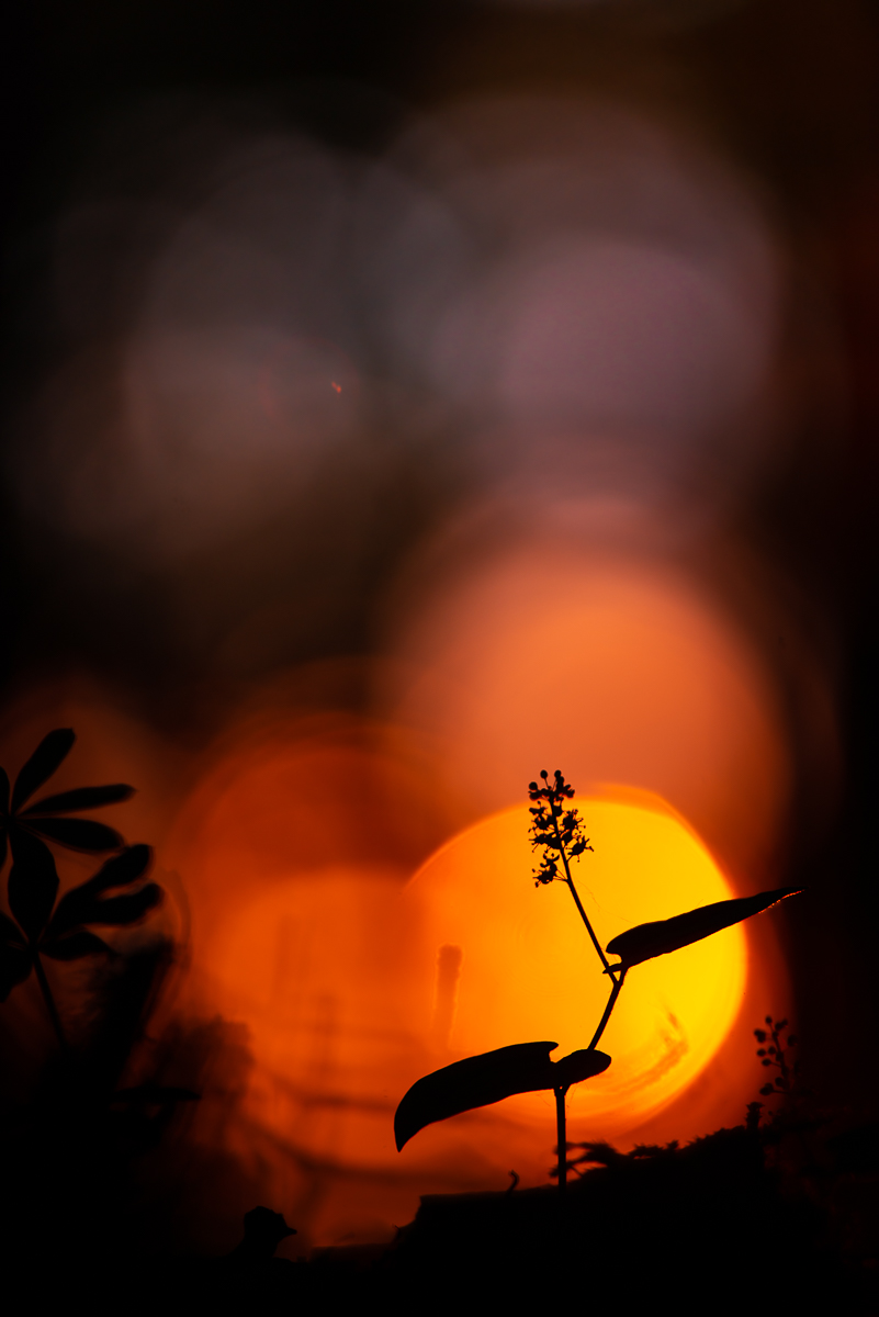 Zweiblättrige Schattenblume.jpg