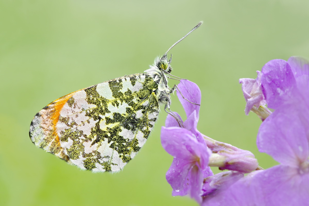 DSC09323 Aurora... kl.jpg