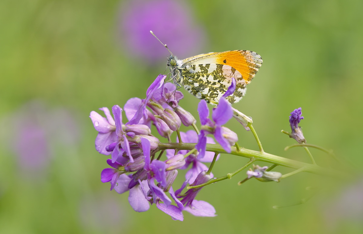 DSC09351 Er liebt Violett... kl.jpg
