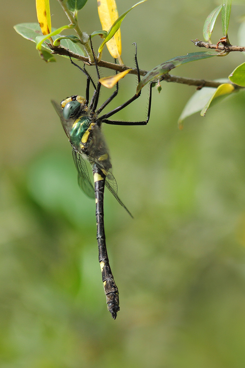 Macromia splendens_m_seitlich_IMG_5188_1200a.jpg