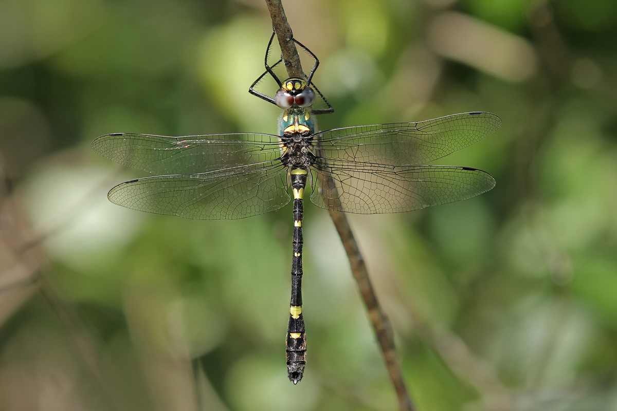 Macromia splendens_m_vonoben_IMG_5846_1200xxx.jpg