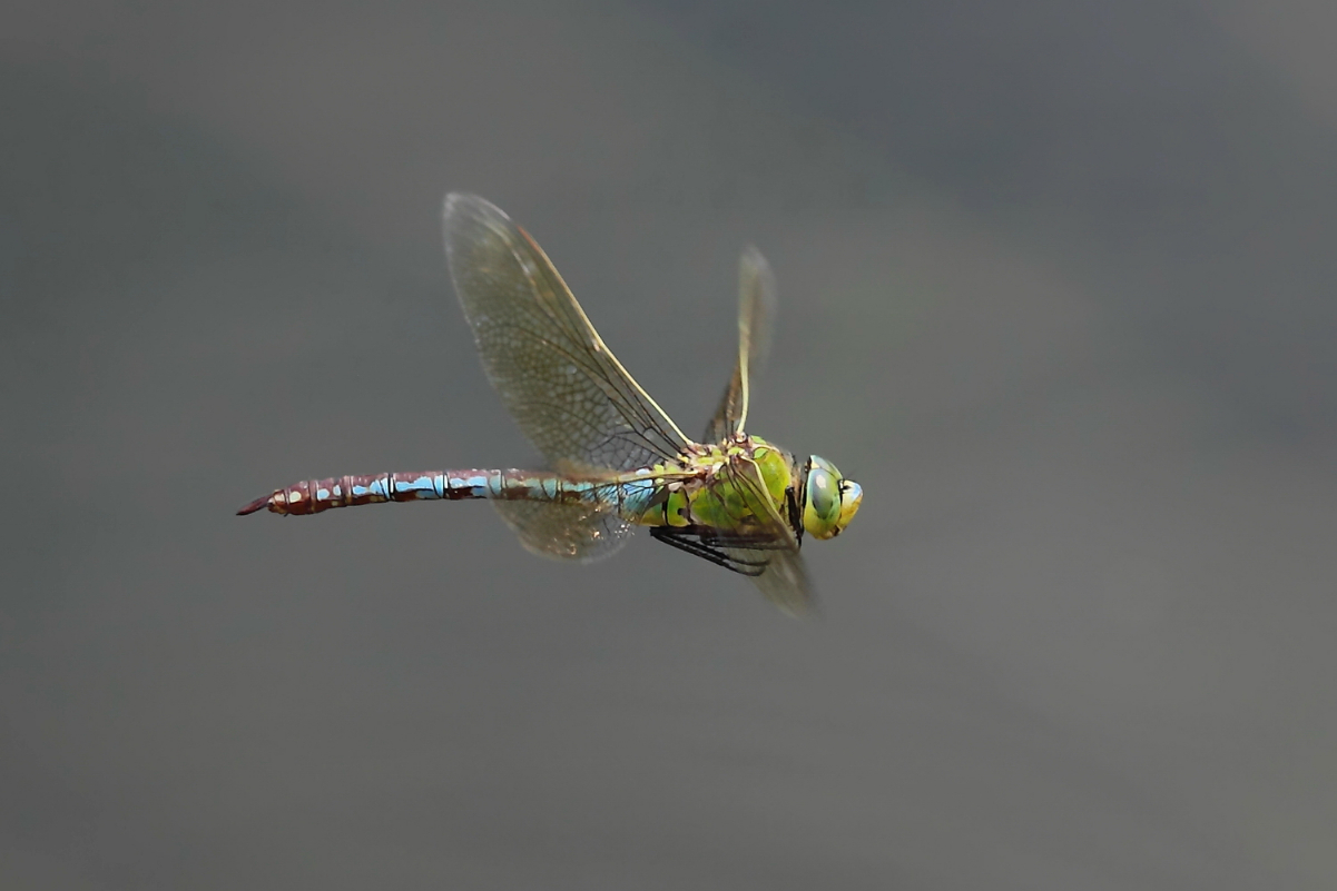 1 Anax imperator Weibchen Flug 3599web.jpg