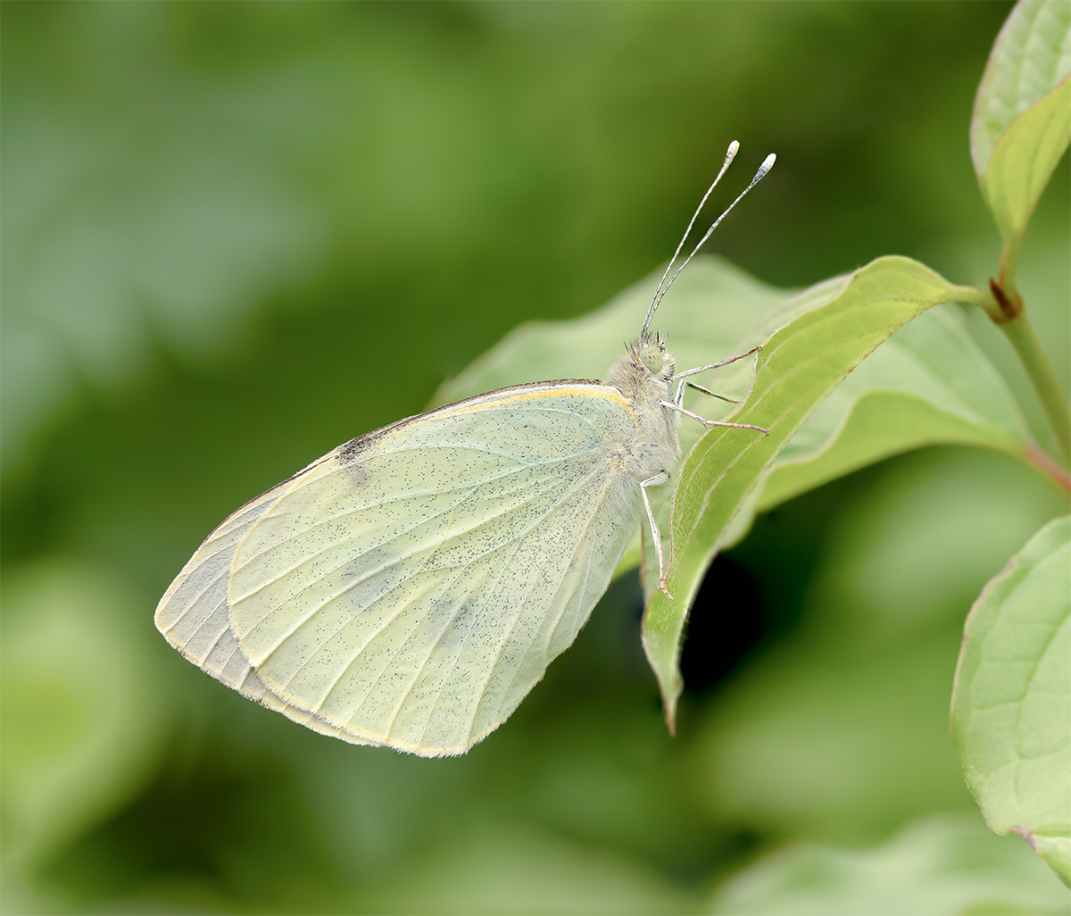 Schmetterling klein 3.jpg