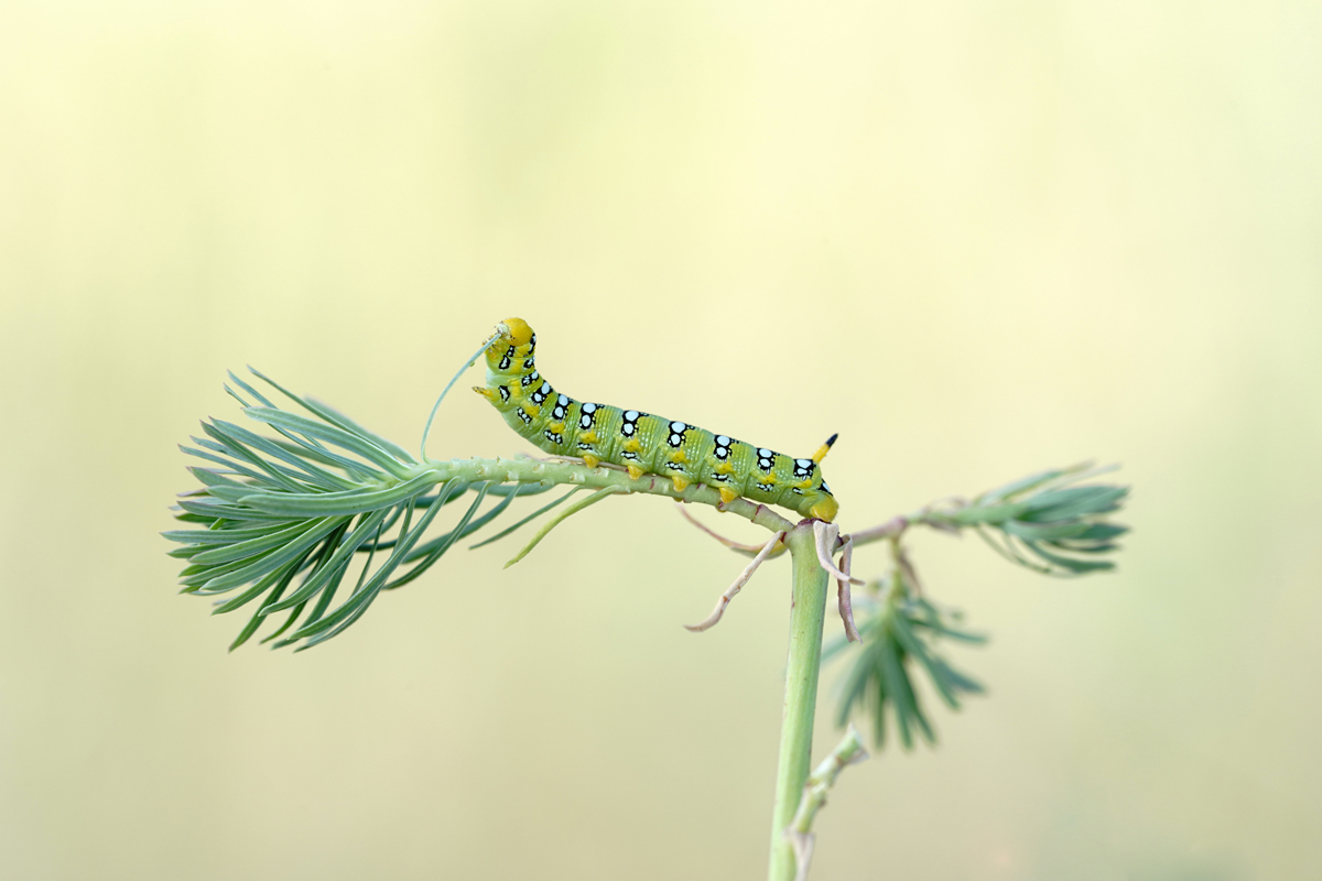 Hyles euphorbiae 015325 1200.jpg