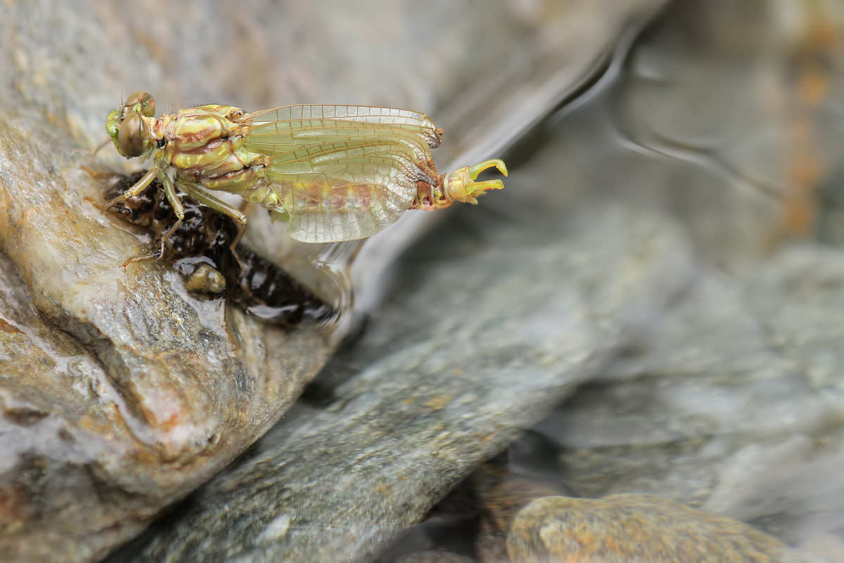 Onychogomphus forcipatus_m_schlupf_IMG_7753_1200.jpg