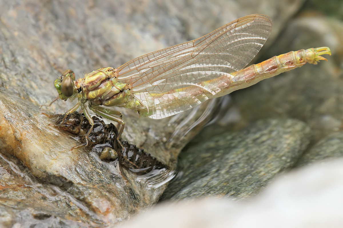 Onychogomphus forcipatus_m_Schlupf_IMG_7966_1200.jpg