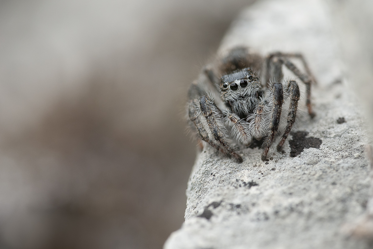 Springspinne w. 6.jpg