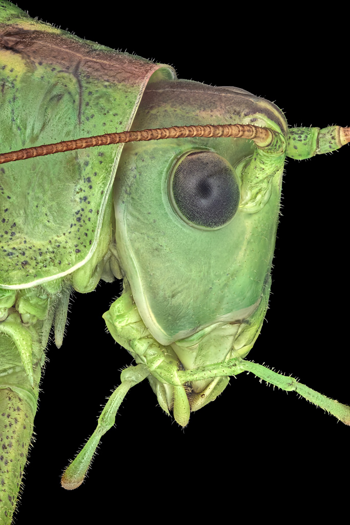 04674_D810_Rodagon50_3zu1_Tettigonia_viridissima_Bl4p8_0p05.JPG