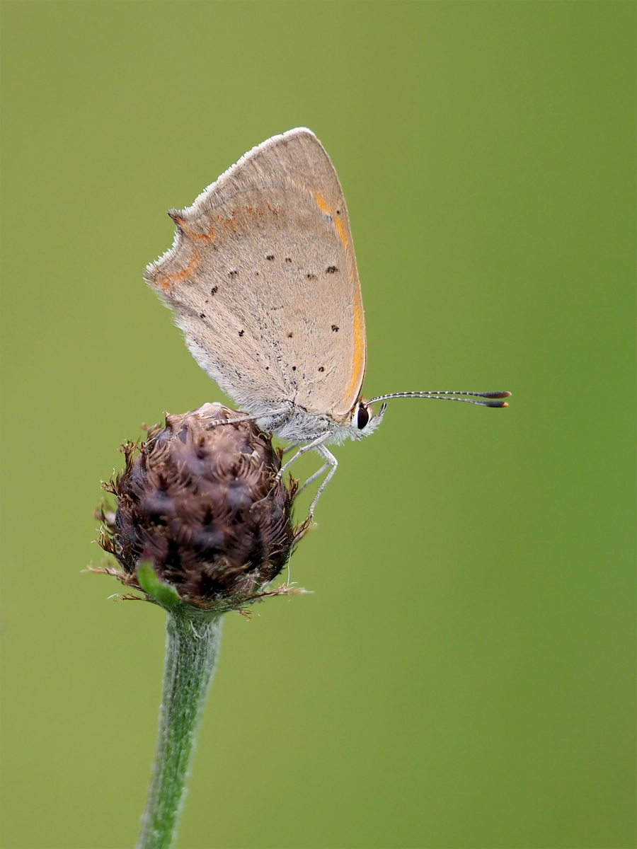 2019-7-10-Falter.jpg