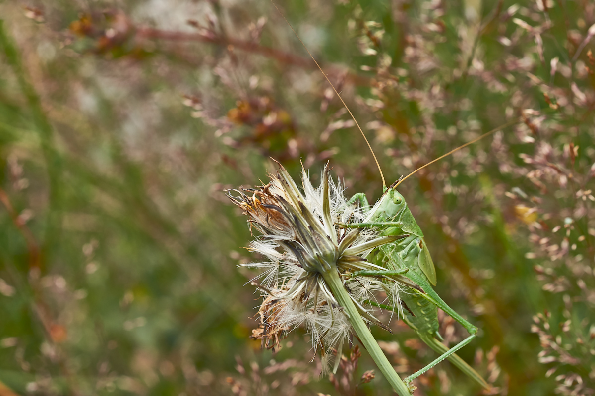 Grünes Heupferd 2.jpg