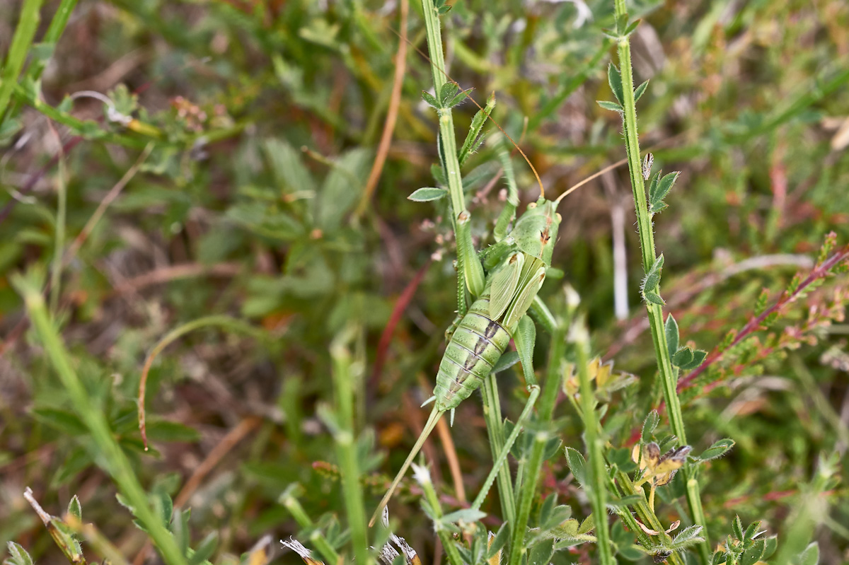 Grünes Heupferd 3.jpg