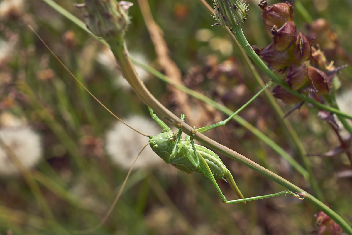 Grünes Heupferd 4.jpg