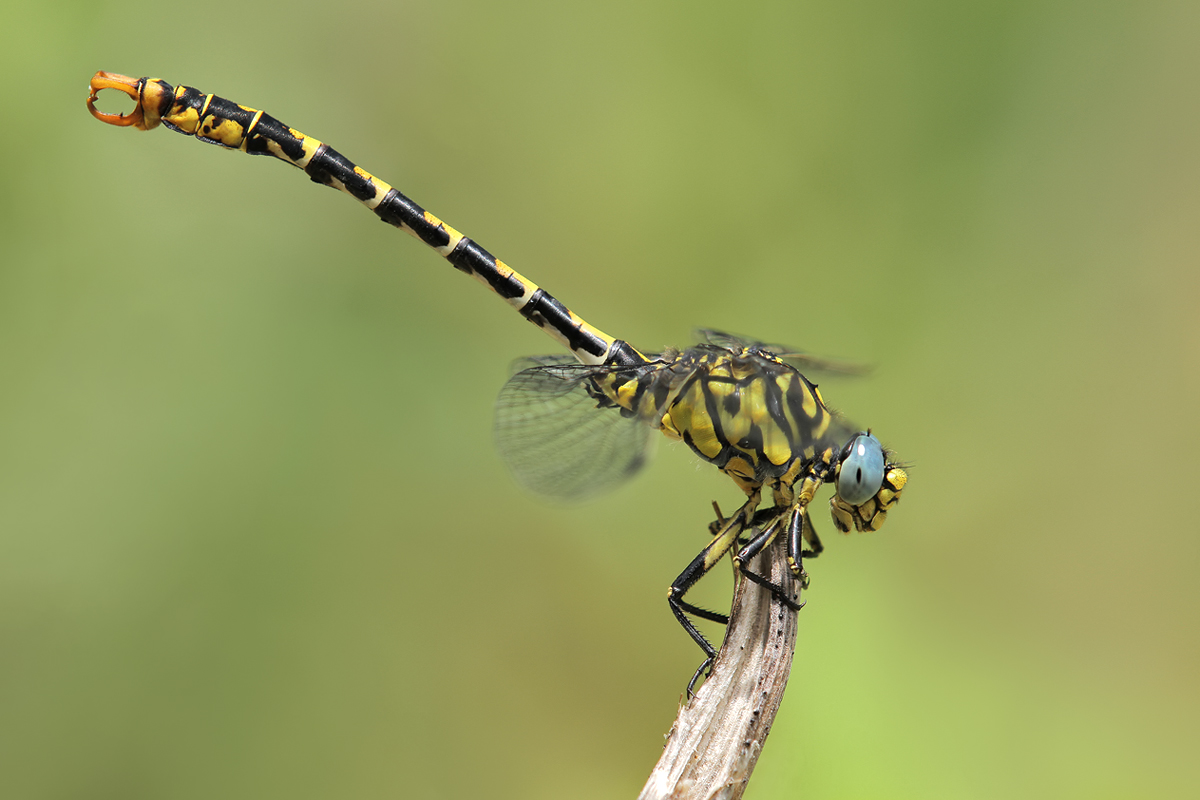 Onychogomphus forcipatus unguiculatus_m_IMG_6382_1200a.jpg