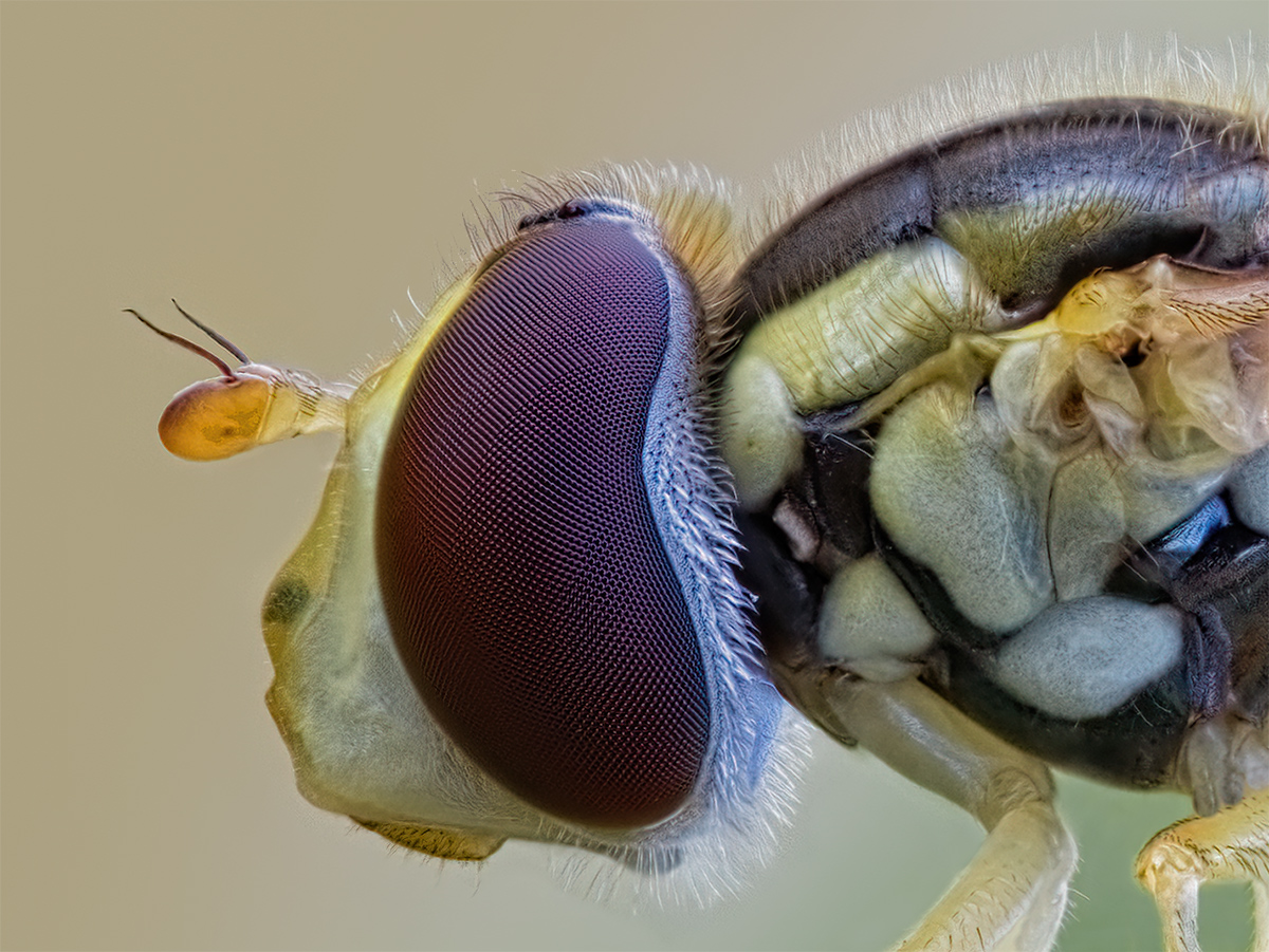 1200 zoom.jpg