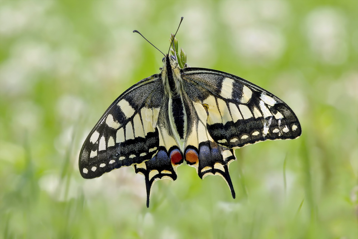 DSC09834 Offenflügel Schwalbi... kl.jpg