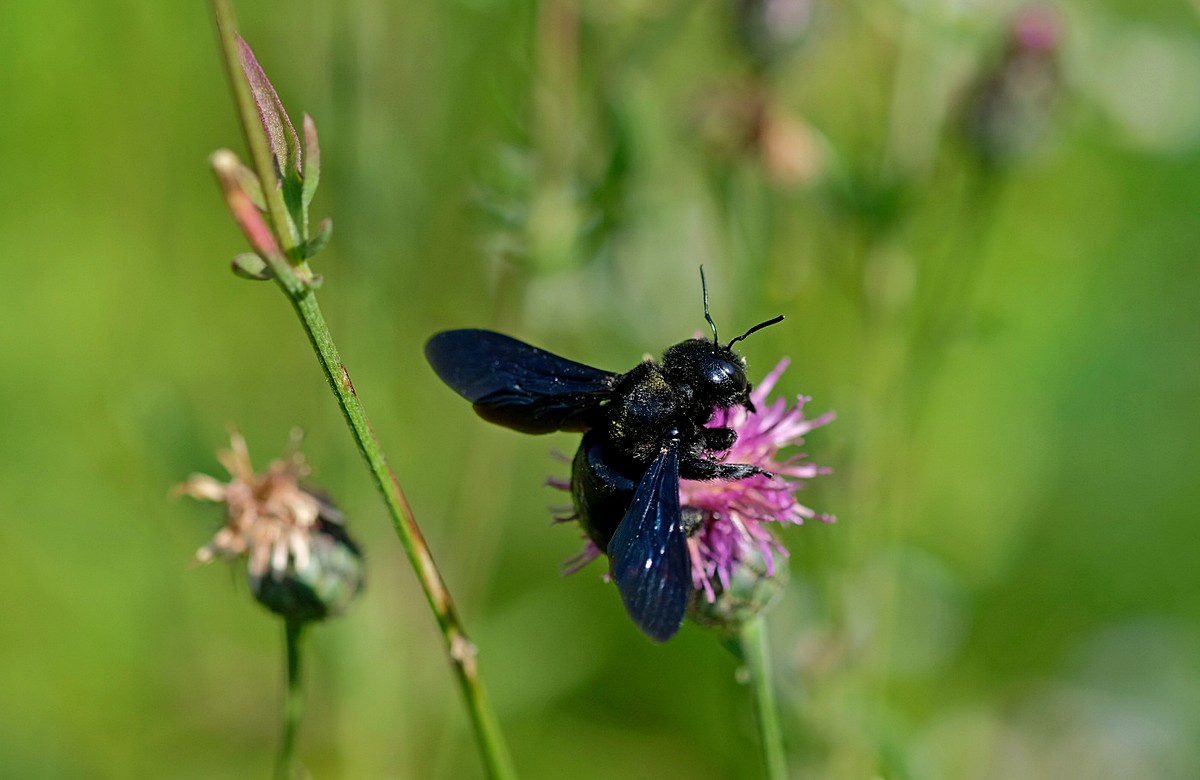 DSCF6762.jpg