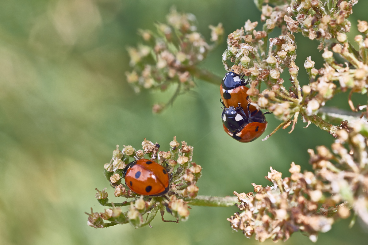 marienkäfer 2.jpg