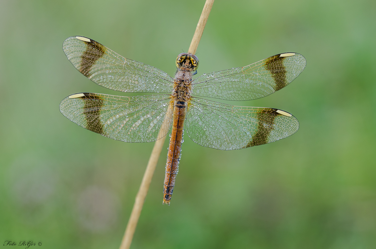 DSC_0016.jpg